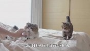 猫咪露露偷溜进卧室，发现主人藏着别的猫，下一秒请忍住别笑