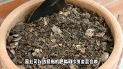 黄蝉的养殖方法和注意事项