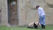 不想回家的熊猫宝宝，跟饲养员杠上了，太搞笑了！