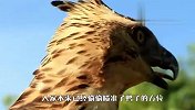 这只最佛系的老鹰火了！不爱狩猎爱散步，网友：绅士鹰！