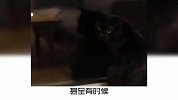 养黑猫，是一种什么样的体验？