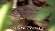 人类捕捉网纹蟒现场！长度18尺的森然巨物，吓尿了！