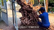 不起眼的烂树根经过加工打造，成品真是惊艳绝伦