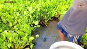 田里传来异响，小伙果断上前查看，竟收获几十条大鱼