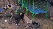 惊险一幕！主人进笼子教育杜宾犬，不料反击摔出笼外扑咬
