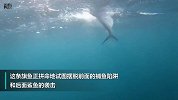 惊叹一幕！旗鱼拼命摆脱鱼线过程中 遭鲨鱼从后面袭击