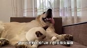 金毛把小猫当枕头，喵星人敢怒不敢言，场面笑爆了