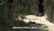 熊猫溜出来玩被逮，硬核奶爸直接拖回家，场面笑爆了