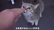 干净的狸花猫，你确定是流浪猫？