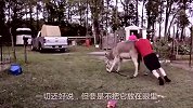 小伙作死骑驴，驴瞬间“气炸”了，下一秒憋住别笑！