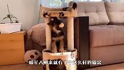 德牧偷玩猫咪玩具，猫老大岂是好惹的？接下来忍住别笑