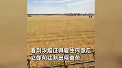 麦田起火烧光大片麦子，收割机师傅冒火抢收割出隔离带：我是农民