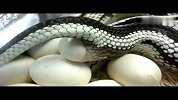 实拍蛇王下蛋一颗一颗的！