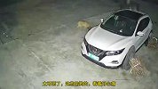 男子深夜偷狗全过程曝光！狗吃有毒物后被其带走，主人直呼太猖狂