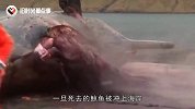 为什么说鲸鱼尸体不能靠近？有人偏不听，结果吓得口吐芬芳