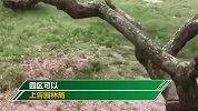 给孩子拍照老人摇树造“花瓣雨” 园方：若折坏树木或上告园林局