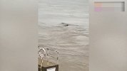 三峡坝区现神秘生物体型硕大 疑似“龙样水怪”