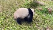 动物园的国宝，这些熊猫都很奇葩？