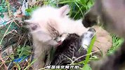 一只被抛弃的猫妈妈，正叼着小奶猫快速奔跑，试图寻找新的家园
