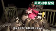 1只浣熊夜闯人类地盘！大叔好心投喂，第2天被浣熊安排得明明白白