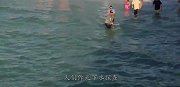 海里出现神秘黑影，人们一探究竟，下一秒惊叫连连！