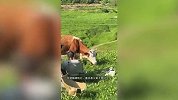 女子野餐时中场休息，一头牛突然闯入将食物一扫而空，当事人：怕它攻击人，不敢驱赶