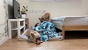 女主人强行霸占狗窝，两只狗狗看到后，举动太逗了