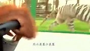 大猩猩开游览车逛动物园，可把笼子里的老虎羡慕坏了