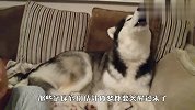 哈士奇：主人放心吧，我绝不偷喝！结局太意外了