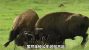 年轻公牛为了争夺交配权，要与牛王决一死战，获胜一方不要太羡慕