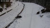 野猪一家十三口罕见集体现身 意外拍下一幕萌翻网友
