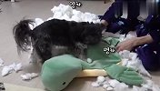心爱坐垫被主人撕坏，汪星人气的整个狗都不好了，场面笑爆了