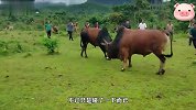 大黄牛来到斗牛场，没想到对手竟十分强壮，头直接被按在地上摩擦