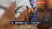 主人去世狗狗缩在角落，满眼悲怆不肯离开，网友：它都知道