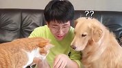 铲屎官假装吃东西，看到猫咪和狗子的反应，差点笑喷了