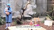 淘气的熊猫宝宝，睡个觉都这么不老实，下一秒忍住别笑