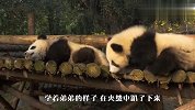 熊猫宝宝看到弟弟被夹住，立刻跑过去拉扯，结局笑翻了