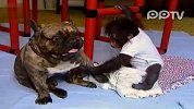狗狗和猩猩kiss