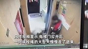男子电梯内遇未拴绳大狗，小心翼翼贴墙站仍遭扑咬，监拍惊险全程