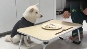 食物摆在眼前主人却不在，柴犬会偷吃吗？结局笑翻了