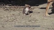 狗窝里多出一只小猫咪，狗子：这小猫由狗哥罩着，看谁敢欺负它！