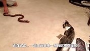 主人用假蛇吓唬猫咪，猫咪慢慢靠近时，主人手一抖“吓飞”猫咪