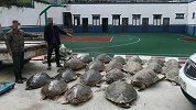车厢里藏107只冷冻海龟 车主判赔300多万生态修复补偿金