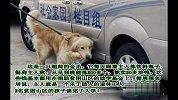 禁狗令专题-哈尔滨禁犬看看感动人的狗兄弟吧