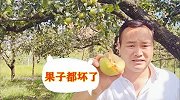 今年雨水太大，果树受灾严重产生病害坏果太多，果农直发愁亏大了