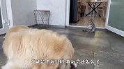 主人给猫咪买玩具金毛却没有，狗子气炸了，接下来忍住别笑