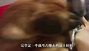 流浪猫和猴子相遇，双方大打出手，结局太暖心了