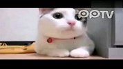 爆笑猫猫超雷集锦