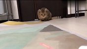当喵星人遇到激光灯，差点被忽悠到怀疑猫生，反应绝了