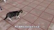 猫咪在铁路上发现一条蛇，好奇的猫咪对它动手动脚，不要命了？